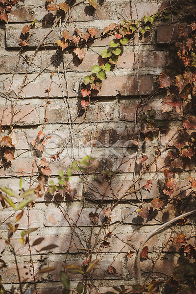편안함 사람없음 JPG 포토 가을(계절) 계절 낙엽 덩굴 백그라운드 벽 야외 오브젝트 주간