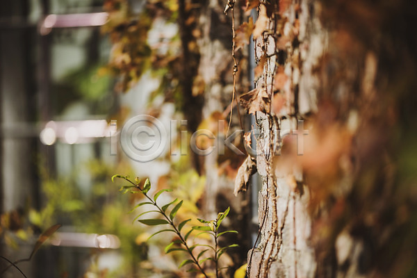 편안함 사람없음 JPG 근접촬영 아웃포커스 포토 가을(계절) 계절 낙엽 백그라운드 야외 오브젝트 주간