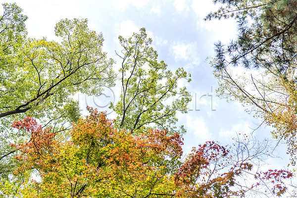 사람없음 JPG 로우앵글 포토 가을(계절) 나무 낙엽 단풍 단풍나무 둘레길 북한산 야외 자연 주간 풍경(경치) 하늘