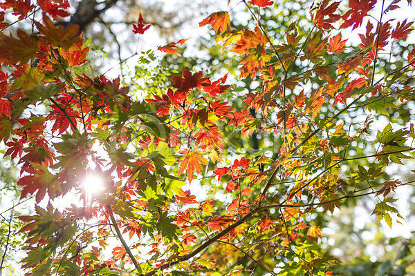 사람없음 JPG 로우앵글 포토 가을(계절) 나무 낙엽 단풍 단풍나무 둘레길 북한산 야외 자연 주간 풍경(경치) 햇빛
