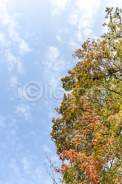 사람없음 JPG 로우앵글 포토 가을(계절) 나무 낙엽 단풍 단풍나무 둘레길 북한산 숲 야외 자연 주간 풍경(경치) 하늘
