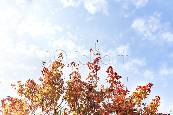사람없음 JPG 로우앵글 포토 가을(계절) 구름(자연) 나무 낙엽 단풍 단풍나무 둘레길 북한산 숲 야외 자연 주간 풍경(경치) 하늘