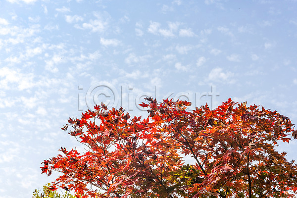 사람없음 JPG 포토 가을(계절) 구름(자연) 나무 낙엽 단풍 단풍나무 둘레길 북한산 야외 자연 주간 풍경(경치) 하늘