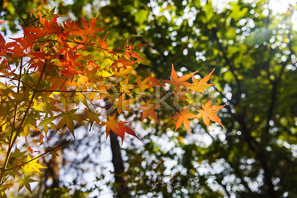 사람없음 JPG 포토 가을(계절) 나무 낙엽 단풍 단풍나무 둘레길 북한산 야외 자연 주간 풍경(경치)