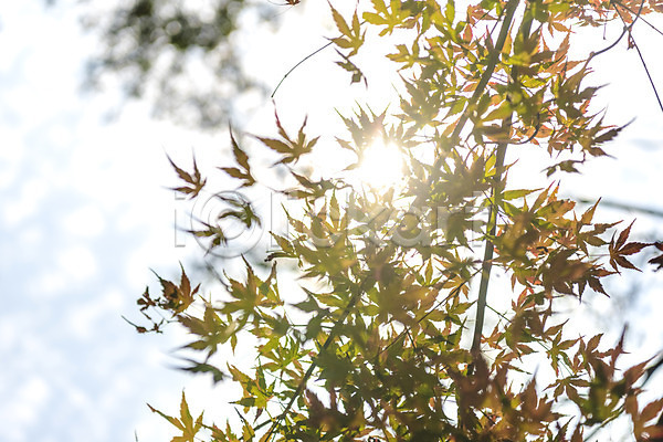 사람없음 JPG 포토 가을(계절) 나무 낙엽 단풍 단풍나무 둘레길 북한산 야외 자연 주간 풍경(경치) 햇빛
