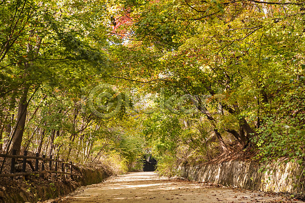 사람없음 JPG 포토 가을(계절) 길 나무 낙엽 단풍 단풍나무 둘레길 북한산 숲 야외 자연 주간 풍경(경치)