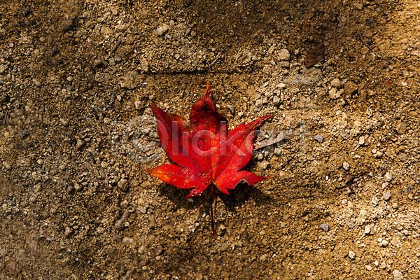 사람없음 JPG 포토 하이앵글 가을(계절) 낙엽 단풍 단풍나무 둘레길 바닥 북한산 야외 자연 주간 풍경(경치) 흙