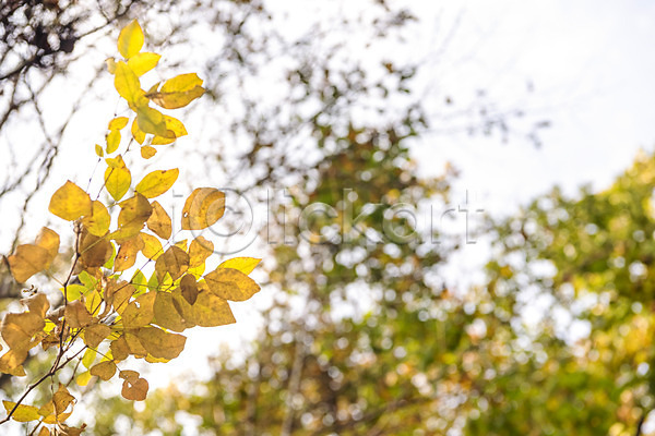 사람없음 JPG 로우앵글 포토 가을(계절) 나무 낙엽 단풍 단풍나무 둘레길 북한산 야외 자연 주간 풍경(경치)