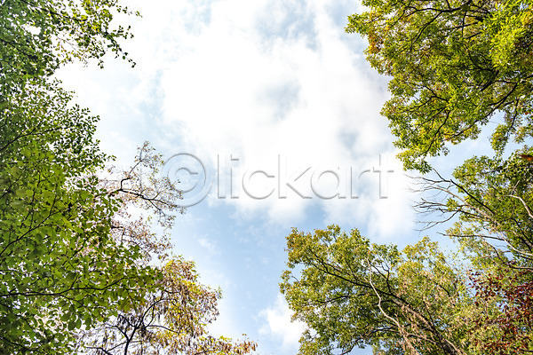 사람없음 JPG 로우앵글 포토 가을(계절) 구름(자연) 나무 낙엽 단풍 단풍나무 둘레길 북한산 야외 자연 주간 풍경(경치) 하늘