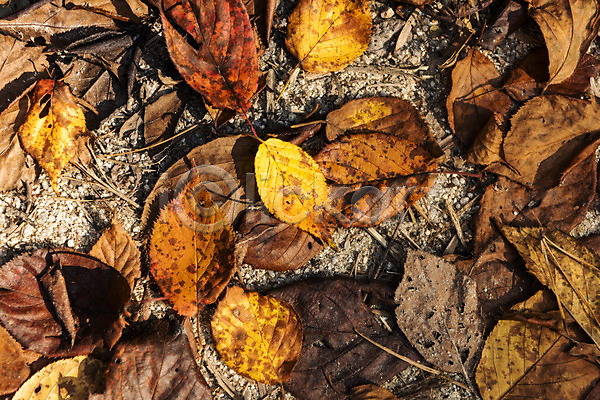 사람없음 JPG 포토 하이앵글 가을(계절) 나뭇잎 낙엽 단풍 둘레길 바닥 북한산 야외 잎 자연 주간 풍경(경치)