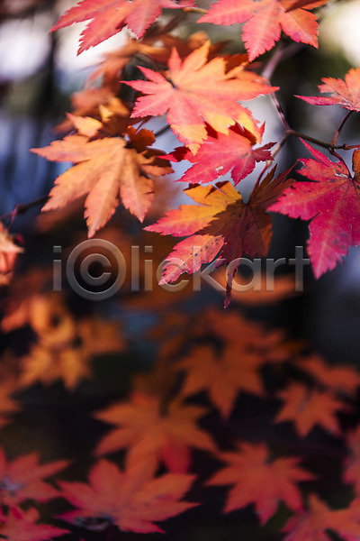 사람없음 JPG 근접촬영 포토 가을(계절) 나뭇잎 낙엽 단풍 단풍나무 둘레길 북한산 야외 잎 자연 주간 풍경(경치)