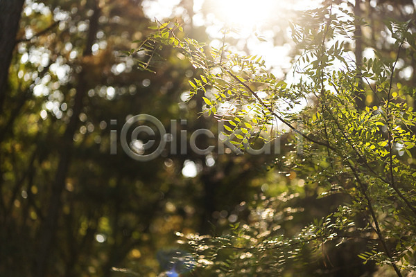 사람없음 JPG 포토 가을(계절) 나무 나뭇잎 낙엽 단풍 단풍나무 둘레길 북한산 야외 잎 자연 주간 풍경(경치) 햇빛