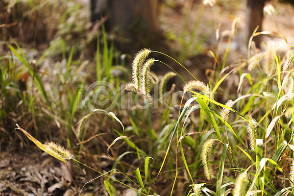 사람없음 JPG 포토 가을(계절) 강아지풀 둘레길 북한산 식물 야외 자연 주간 풍경(경치)