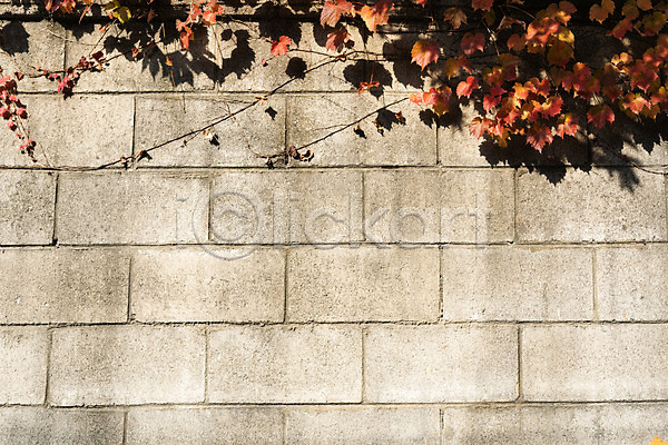 사람없음 JPG 포토 가을(계절) 나뭇잎 낙엽 단풍 단풍나무 담장 둘레길 벽돌 북한산 야외 잎 자연 주간 풍경(경치)