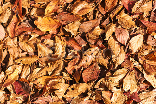 사람없음 JPG 포토 하이앵글 가을(계절) 나뭇잎 낙엽 단풍 단풍나무 둘레길 바닥 북한산 야외 잎 자연 주간 풍경(경치)