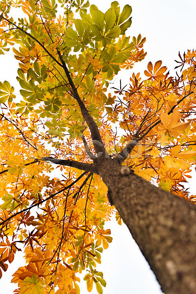 사람없음 JPG 로우앵글 포토 가을(계절) 공원 나무 낙엽 단풍 단풍나무 수원 야외 월화원 자연 주간 풍경(경치)