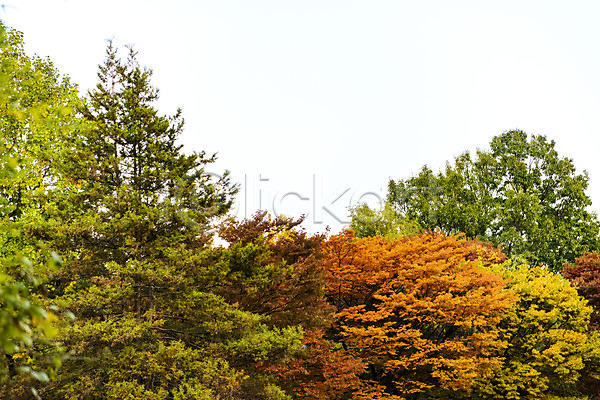 사람없음 JPG 포토 가을(계절) 공원 나무 낙엽 단풍 단풍나무 수원 야외 월화원 자연 주간 풍경(경치)