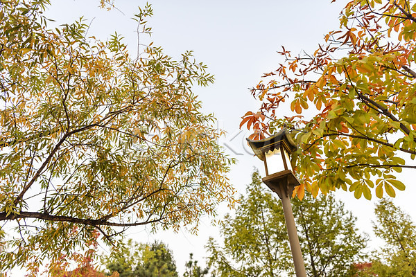 사람없음 JPG 로우앵글 포토 가을(계절) 공원 나무 낙엽 단풍 단풍나무 수원 야외 월화원 자연 전등 주간 풍경(경치)