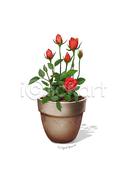 사람없음 PSD 일러스트 꽃 디테일 미니장미 빨간색 식물 원예 조약돌 화분 흙
