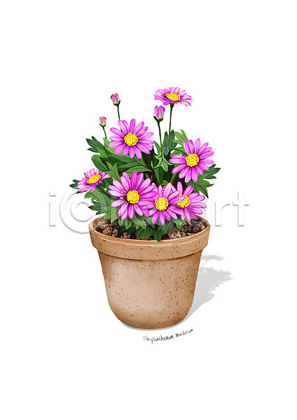 사람없음 PSD 일러스트 꽃 디테일 분홍색 사계국화 식물 원예 조약돌 화분