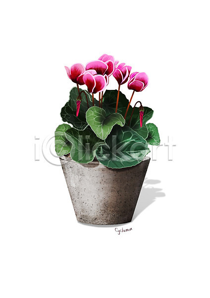 사람없음 PSD 일러스트 꽃 디테일 분홍색 시클라멘 식물 원예 조약돌 화분