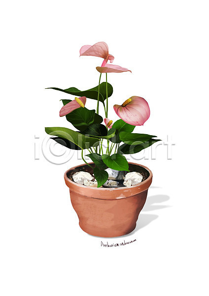 사람없음 PSD 일러스트 꽃 디테일 분홍색 식물 안스리움 원예 조약돌 화분