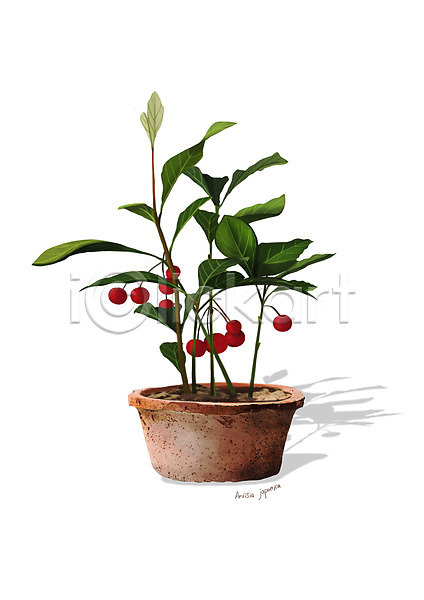사람없음 PSD 일러스트 디테일 빨간색 식물 열매 원예 조약돌 천냥금 화분 흙