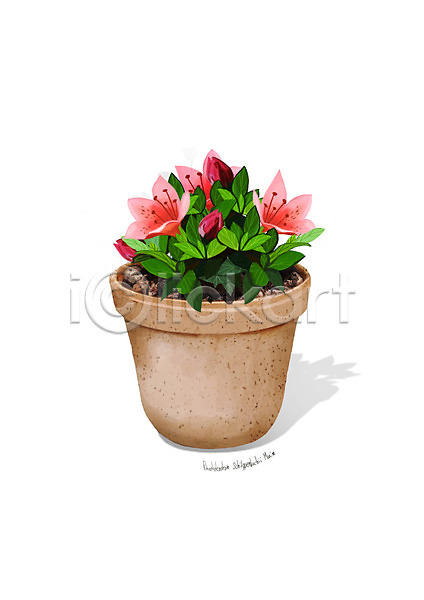 사람없음 PSD 일러스트 꽃 디테일 분홍색 식물 원예 조약돌 철쭉 화분