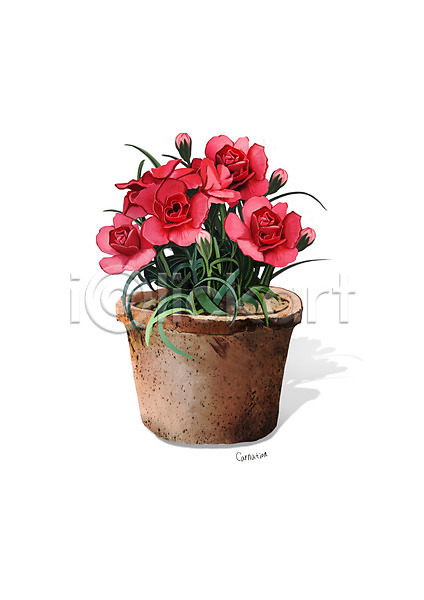 사람없음 PSD 일러스트 꽃 디테일 분홍색 식물 원예 조약돌 카네이션 화분