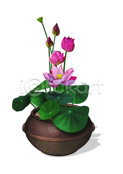 사람없음 PSD 일러스트 꽃 디테일 분홍색 식물 연꽃(꽃) 원예 조약돌 화분