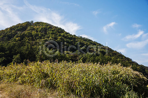 사람없음 JPG 포토 경기도 구름(자연) 밭 식물 야외 연천 율무 주간 특산물 하늘 한국