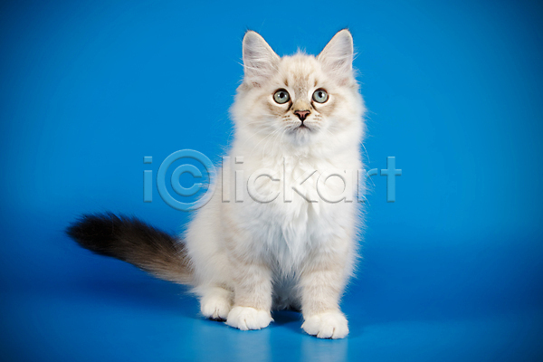 사람없음 JPG 포토 해외이미지 고양이 네바마스커레이드 반려동물 파란색 한마리 해외202009