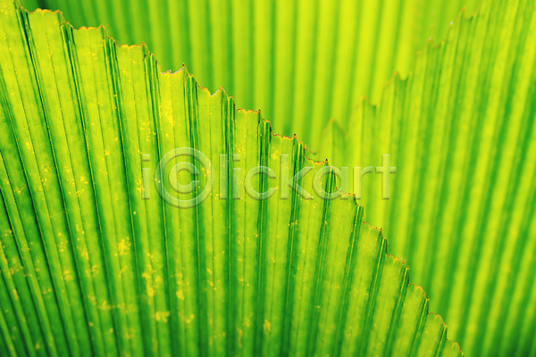 활발 사람없음 JPG 포토 해외이미지 백그라운드 야자수 여름(계절) 잎 질감 초록색 태양 해외202009 햇빛