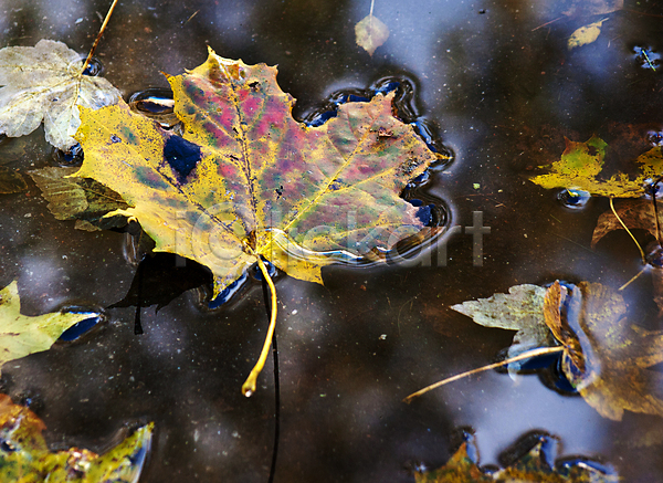 사람없음 JPG 포토 해외이미지 가을(계절) 계절 공원 노란색 단풍 당구 물 반사 야외 잎 자연 컬러풀 파란색 해외202009