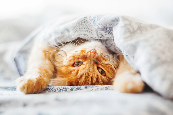 사람없음 JPG 포토 해외이미지 고양이 반려동물 반려묘 실내 안락 이불 침대 한마리 해외202009 햇빛