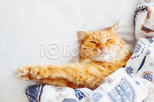사람없음 JPG 포토 해외이미지 고양이 반려동물 반려묘 실내 안락 이불 침대 한마리 해외202009 햇빛