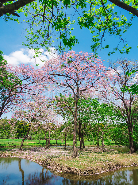 사람없음 JPG 포토 해외이미지 공원 나무 물 반사 방콕 벚꽃 봄 야외 자연 주간 태국 풍경(경치) 하늘 해외202009 호수