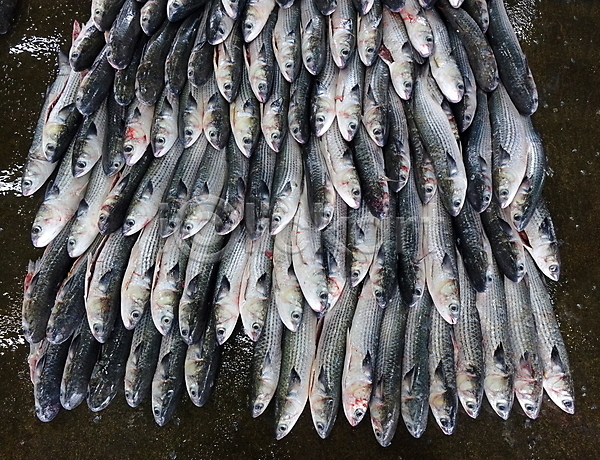 신선 사람없음 JPG 포토 해외이미지 경매 날것 농업 시장 쌓기 어류 어장 은색 음식 해산물 해외202009 회색