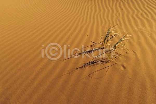 건조 뜨거움 사람없음 JPG 포토 해외이미지 가뭄 기후변화 내추럴 맑음 모래 모래사장 묘사 사막 식물 아르헨티나 자연 잔물결 질감 해외202009