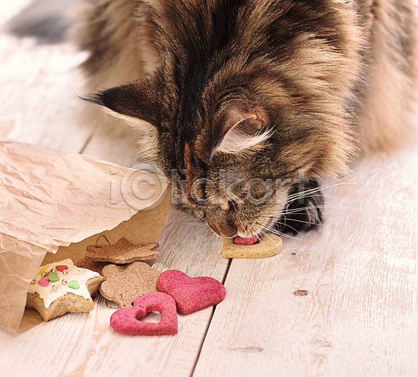 사람없음 JPG 포토 해외이미지 고양이 동물 먹기 메인쿤 반려묘 쿠키 한마리 핥기 해외202009