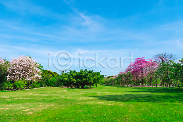 사람없음 JPG 포토 해외이미지 공원 구름(자연) 나무 방콕 벚꽃 봄 야외 자연 주간 초원(자연) 태국 풍경(경치) 하늘 해외202009