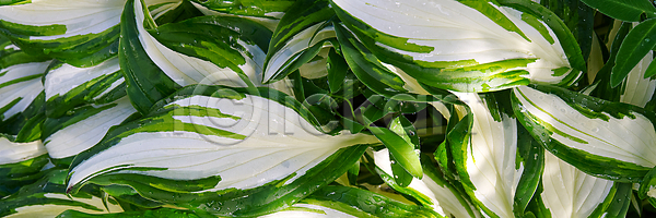 신선 사람없음 JPG 포토 해외이미지 공원 국경 그림자 꽃 내추럴 디자인 묘사 백그라운드 봄 빛 식물 야외 여름 영원 원예 위치 유기농 잎 자연 장식 정상 정원 질감 초록색 큼 패턴 풍경 해외202009 해외포토 환경 흰색