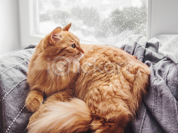 기쁨 따뜻함 사람없음 JPG 포토 해외이미지 겨울 계절 고양이 날씨 낮잠 담요 반려동물 반려묘 실내 안락 친절 폭설 한마리 해외202009 햇빛
