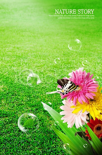 사람없음 PSD 편집이미지 곤충 공기방울 공백 국화 꽃 나비 물방울 백그라운드 세로 식물 웰빙 잎 자연 잔디 절지류 편집 풀(식물) 합성