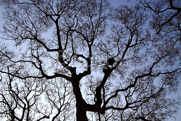 사람없음 JPG 로우앵글 실루엣 포토 나무 나뭇가지 둥지 식물 야외 자연 주간 풍경(경치) 하늘