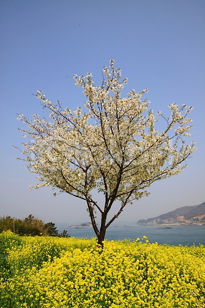 사람없음 JPG 포토 강 계절 꽃 꽃밭 나무 바다 벚꽃 봄 봄꽃 산 식물 야외 유채 자연 주간 풍경(경치) 하늘