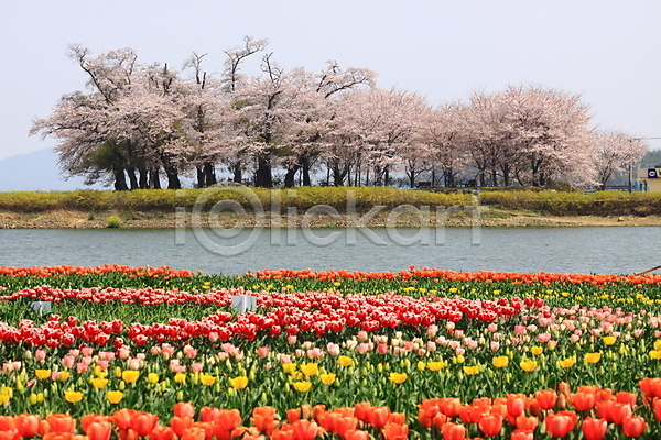 사람없음 JPG 포토 강 계절 꽃 꽃밭 나무 벚꽃 봄 식물 야외 자연 주간 컬러풀 튤립 풍경(경치) 하늘