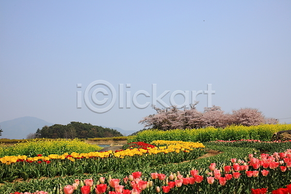 사람없음 JPG 포토 계절 꽃 꽃밭 나무 벚꽃 봄 봄꽃 식물 야외 유채 자연 주간 튤립 풀(식물) 풍경(경치) 하늘