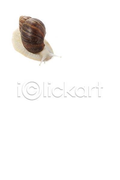 사람없음 JPG 포토 공백 누끼 달팽이(동물) 동물 백그라운드 스튜디오촬영 실내 연체동물 오브젝트 컨셉 한마리