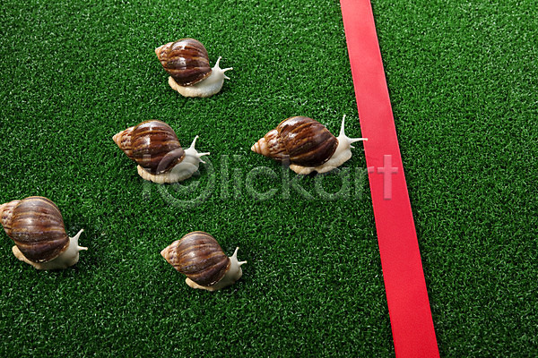 사람없음 JPG 포토 결승선 경기 달팽이(동물) 동물 백그라운드 스튜디오촬영 실내 여러마리 연체동물 오브젝트 컨셉